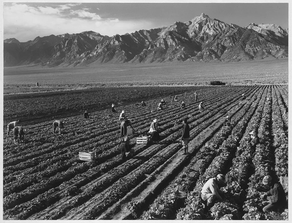 Ansel Adams’s photograph of workers among diagonal rows of crops at Manzanar, with Mount Williamson behind them.