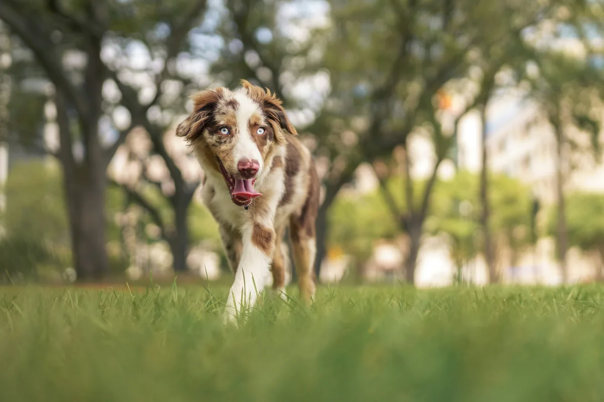 Dog approaching across grass with a soft green background.