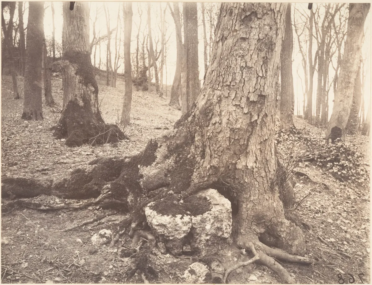 Atget’s wooded Saint-Cloud view with a large foreground trunk and roots at right and smaller trunks receding behind.