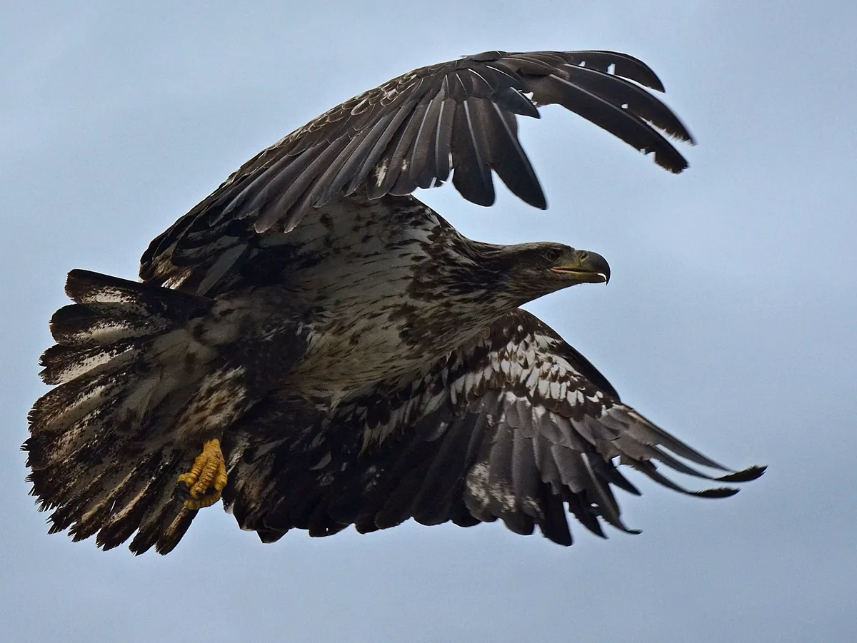 An eagle in flight against a blue sky in Valdez, Alaska