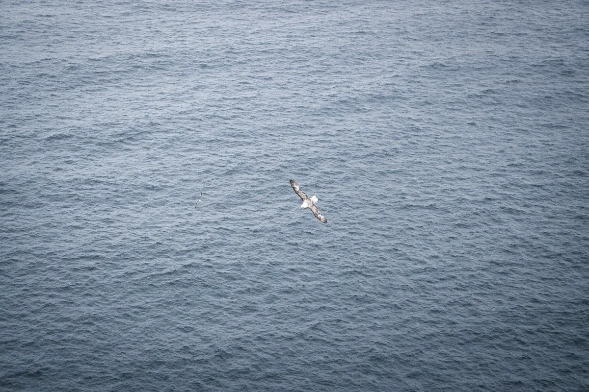A seabird gliding above the dark blue Atlantic near the Cliffs of Moher