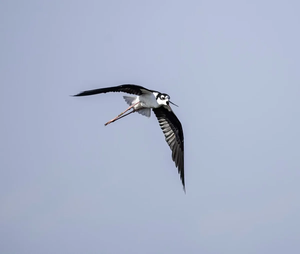 A black-and-white bird flying against a pale sky with its wings extended