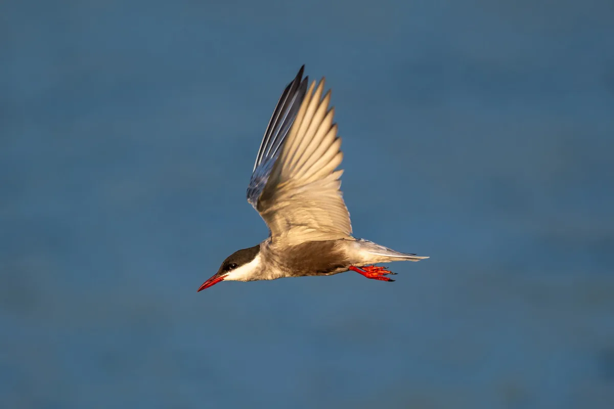 Wildlife photograph made by Yun Zhong with the Fujinon XF400mmF4.5 lens