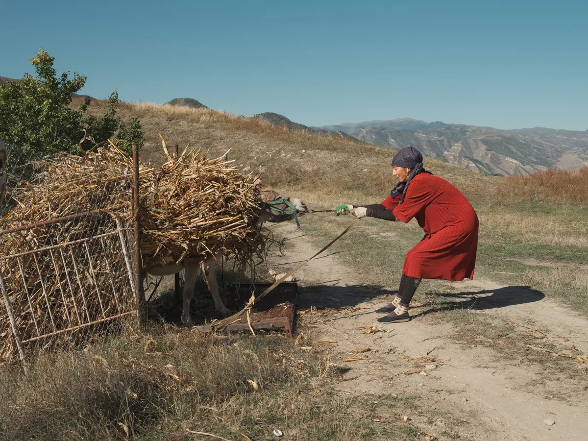 A woman in red pulling the reins of an animal carrying dried stalks on a mountain path.