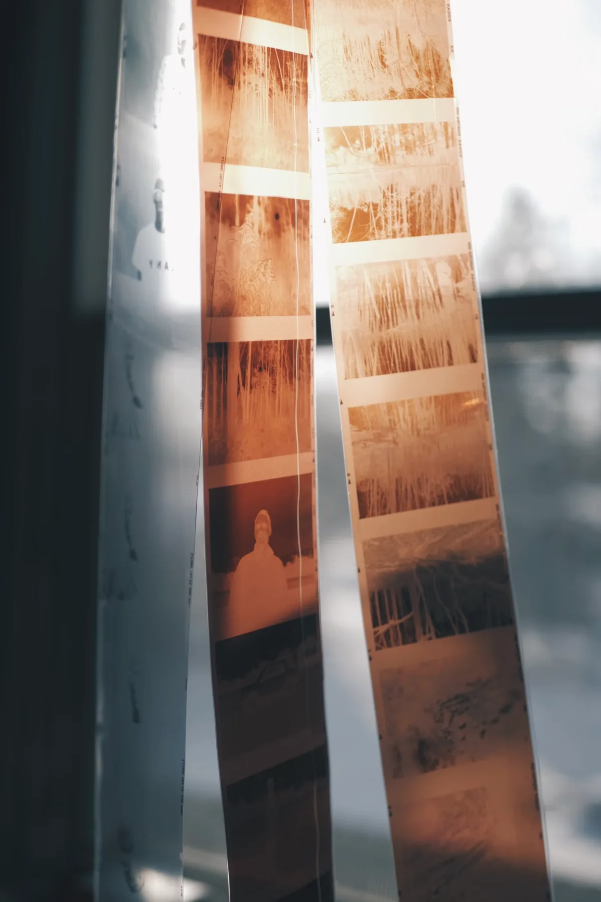 Strips of photographic negatives held against a window for inspection
